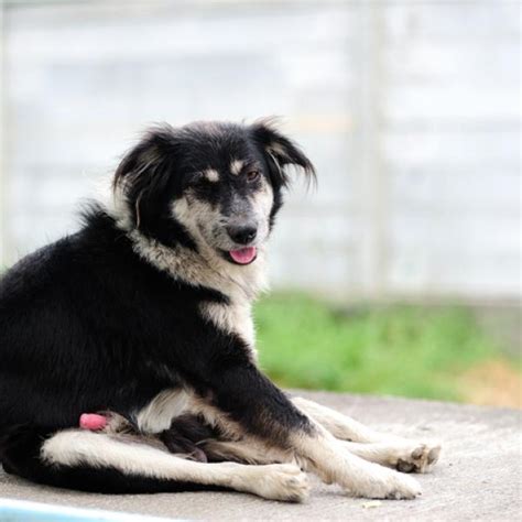 zoofilia perro grande|Enorme miembro erecto de un perro dándose a una zoofília